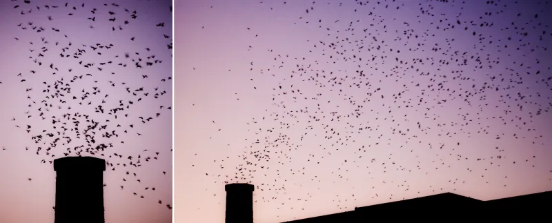 Witness a bird tornado at Swift Night Out