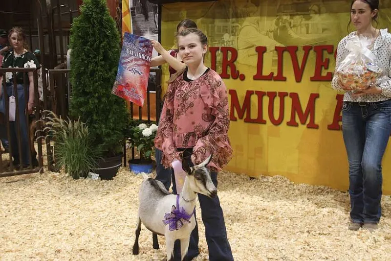 Registered dairy goat doe
