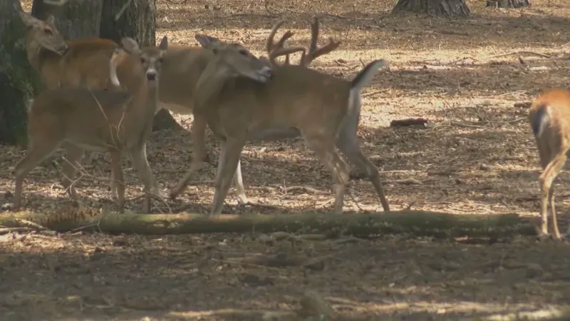 AGFC monitors potential screwworm threat as archery deer season nears in Arkansas