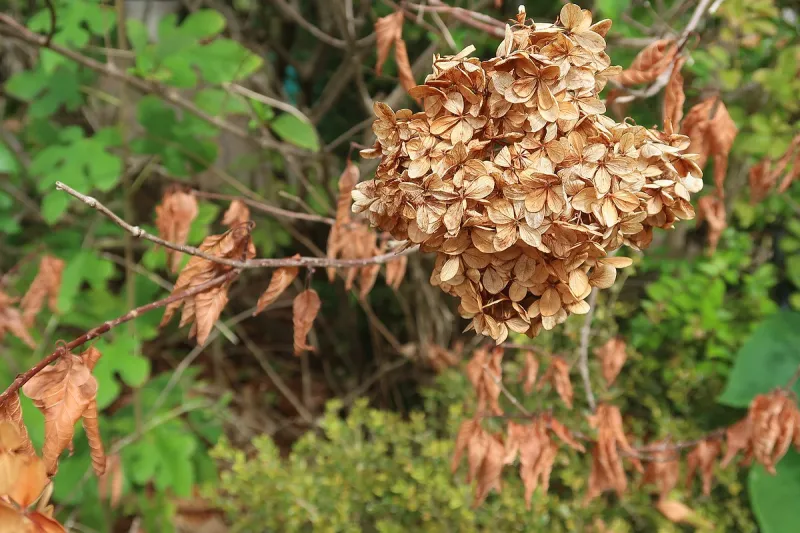 Late summer was not kind to gardeners - now it's time to look ahead