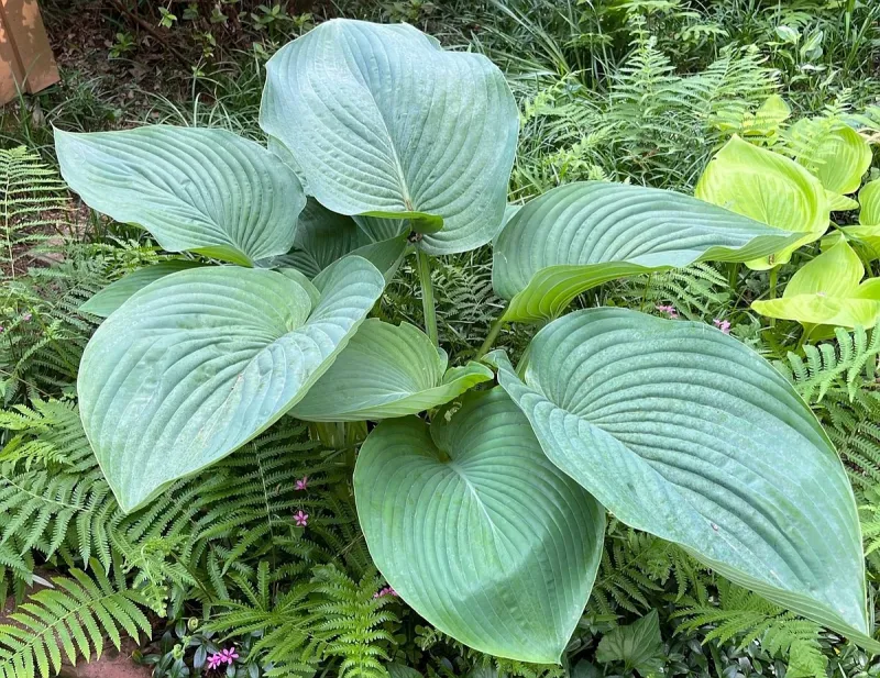 IN THE GARDEN: Box turtles in reader's yard have a taste for Empress Wu hostas