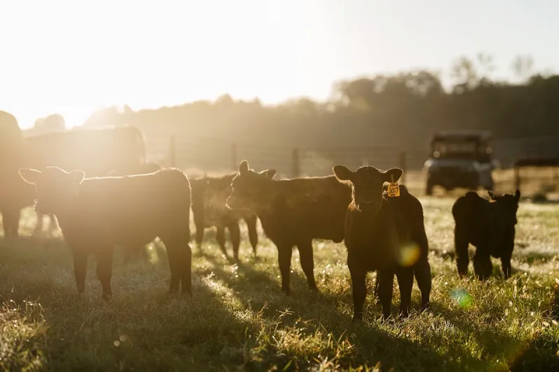 Northwest Arkansas cattle ranch expands, adds technology as U.S. beef industry struggles