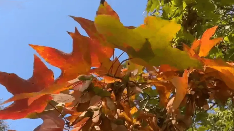 September asthma epidemic and fall allergies, UAMS weighs in
