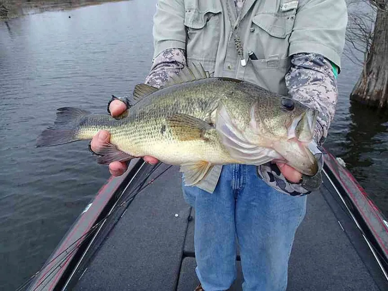 NWA fishing report: Early birds catching striped bass, troll 'crawlers for walleye