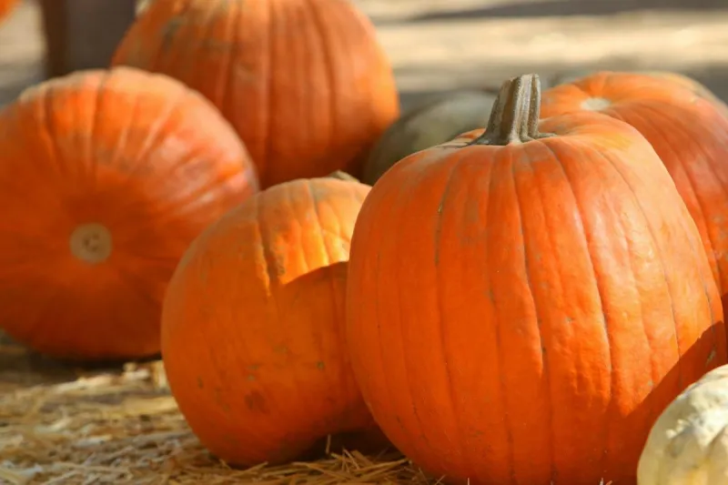 Top Pumpkin Patches and Fall Fun Around Texarkana