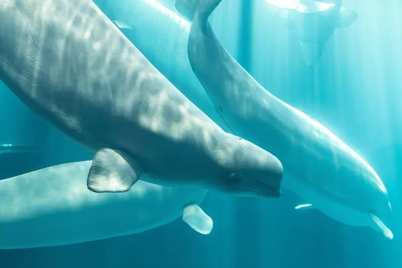 3rd whale dies at Chicago aquarium