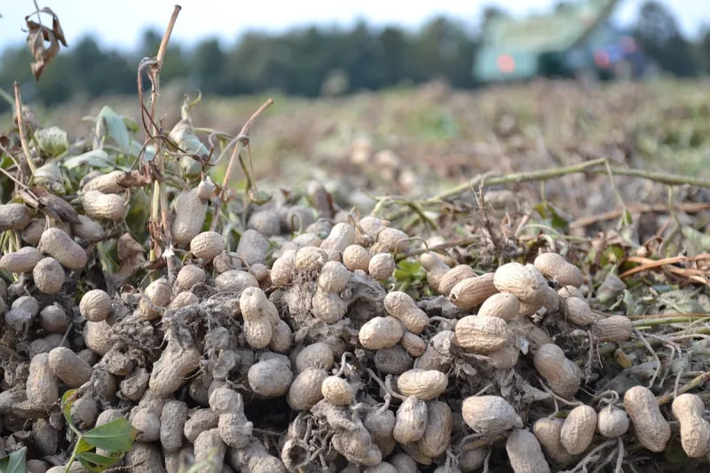 Delta Peanut offered $5M from the Governor's Quick Action Closing Fund
