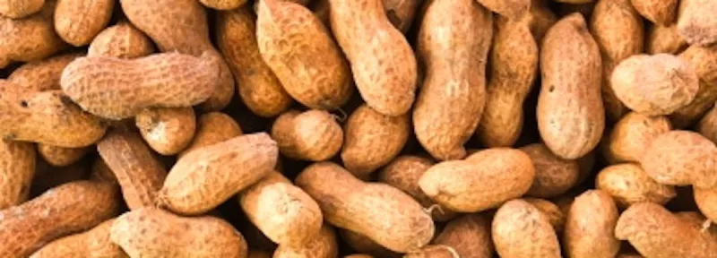 Delta Peanut receives $5 million loan to continue operations