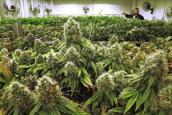 Arkansas medical marijuana grower will maintain license as parties in lawsuit reach settlement