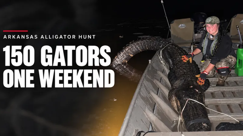 Record Within Reach After Arkansas Hunters Take 150 Alligators