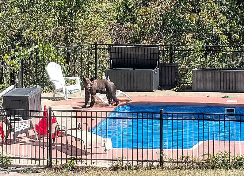 Wet and wild: Bear finds relief from heat, drought in Benton County family's swimming pool