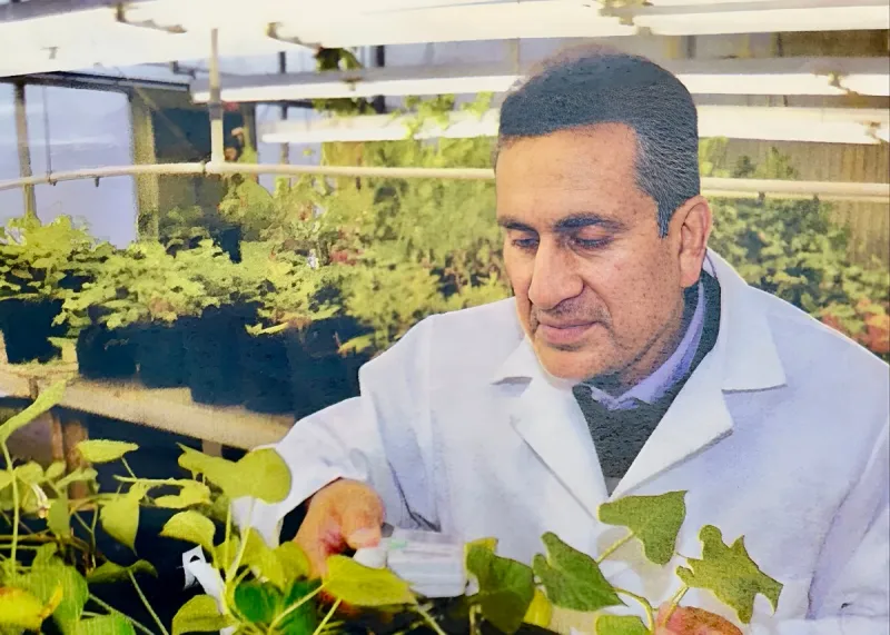 More Than the Root: UAPB Researcher Highlights Potential of Sweetpotato Leaves
