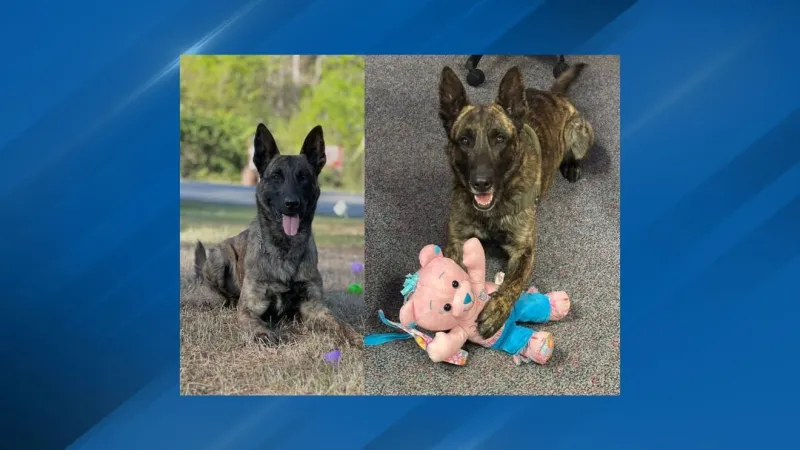 NLRPD mourns death of 5-year-old K9, Vaughan