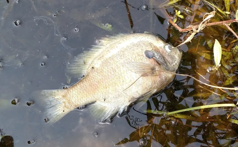 With Cooler Temperatures the Risk of Fall Pond Turnovers Rise