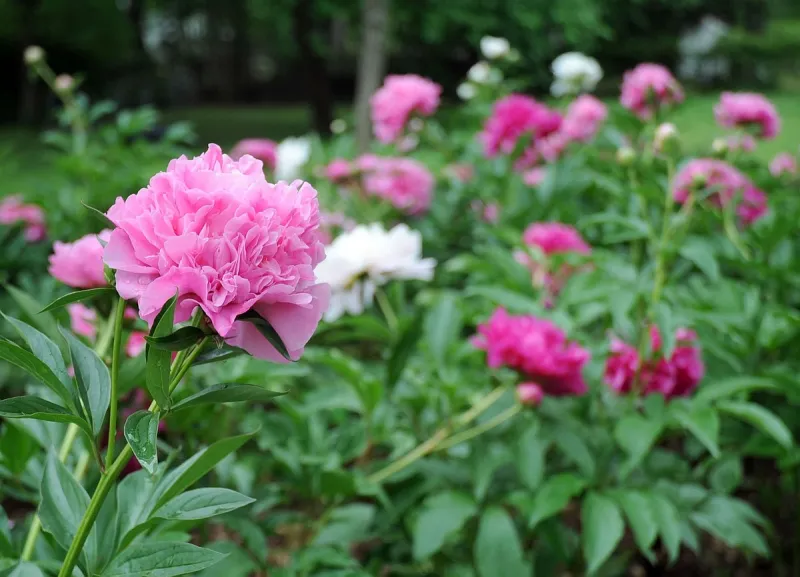 IN THE GARDEN: Several plant varieties turn brown in readers' yards