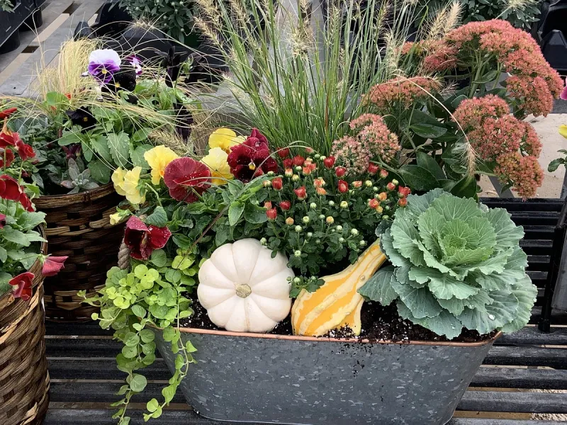 BREAKING GROUND: Get your garden ready for fall by cleaning up, adding color