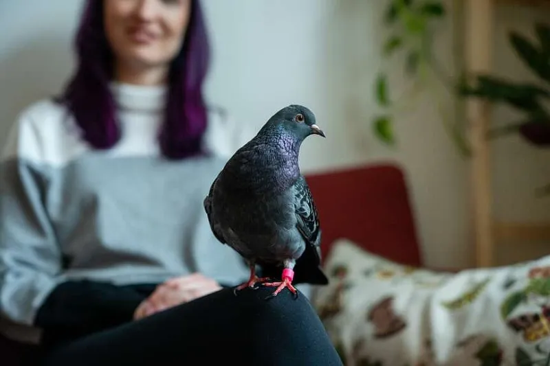 Philadelphia couple's passion inspires pigeon tours