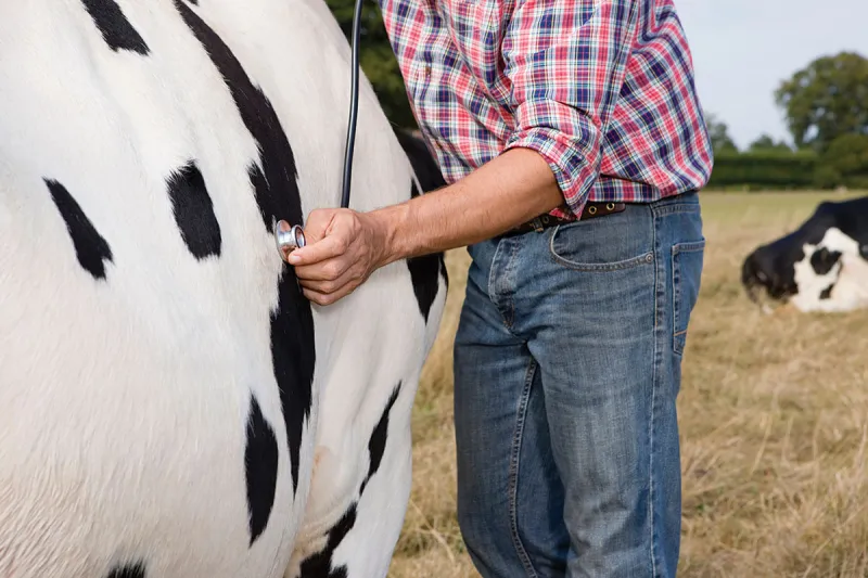 Reducing Death Loss in Livestock