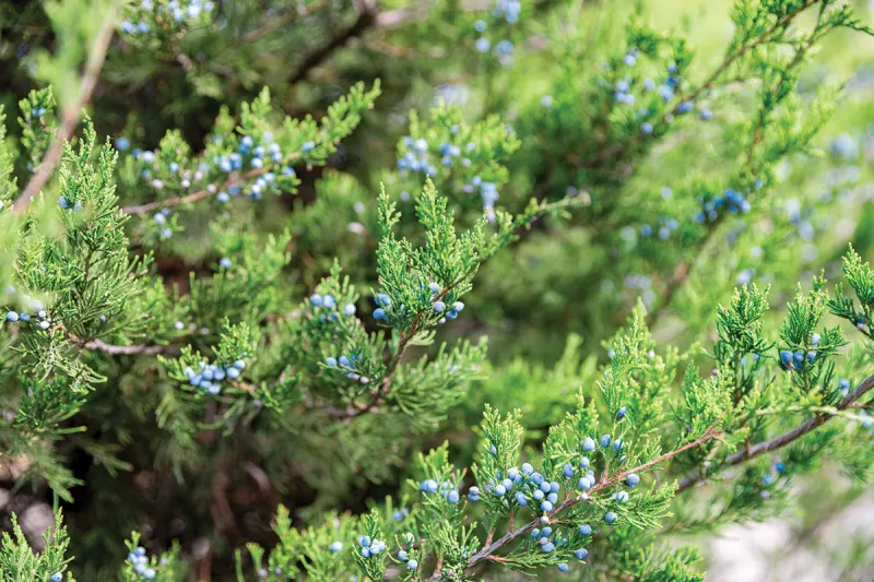 Eastern Redcedar Control and Management