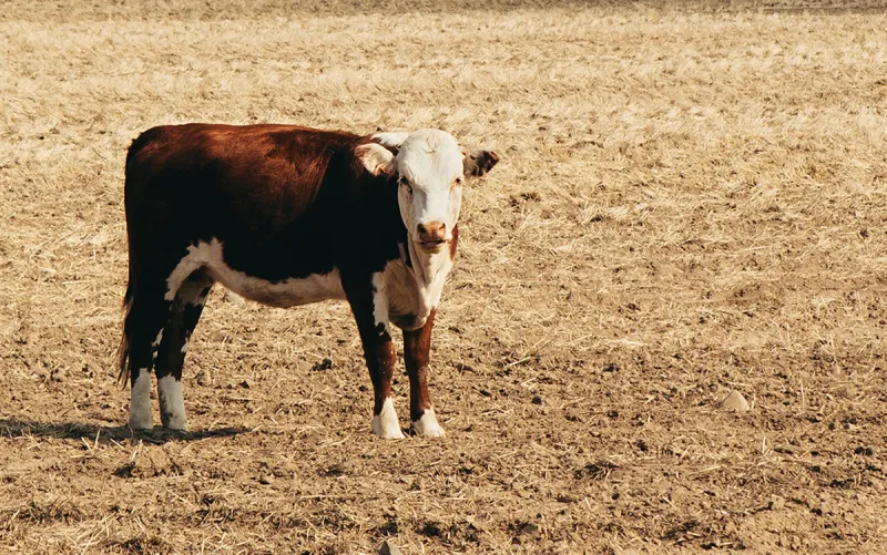 Early Weaning