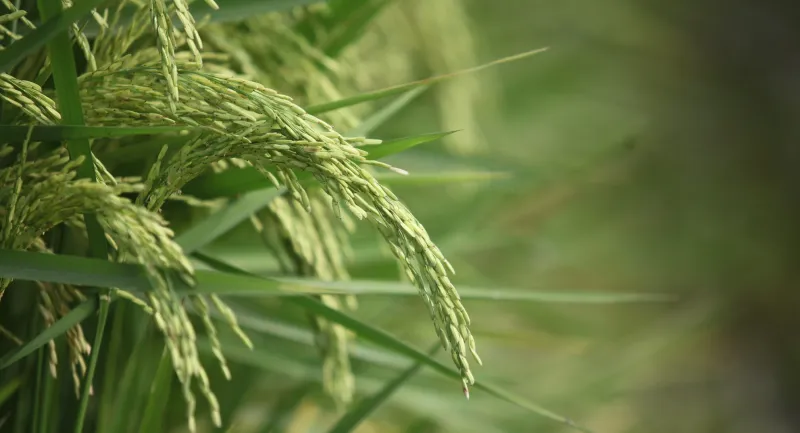 50th annual Arkansas Rice Festival slated