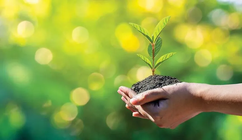 Rogers 2026 Fall Tree Giveaway set for October 24