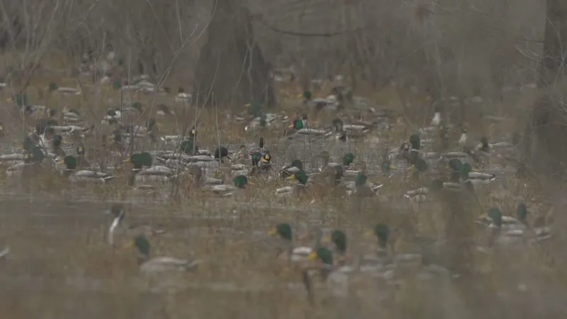 AGFC corrects duck season dates after publications list incorrect closing date
