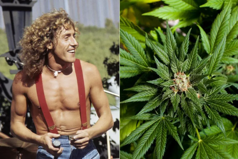 Who Baseball Stadium Pot Controversy