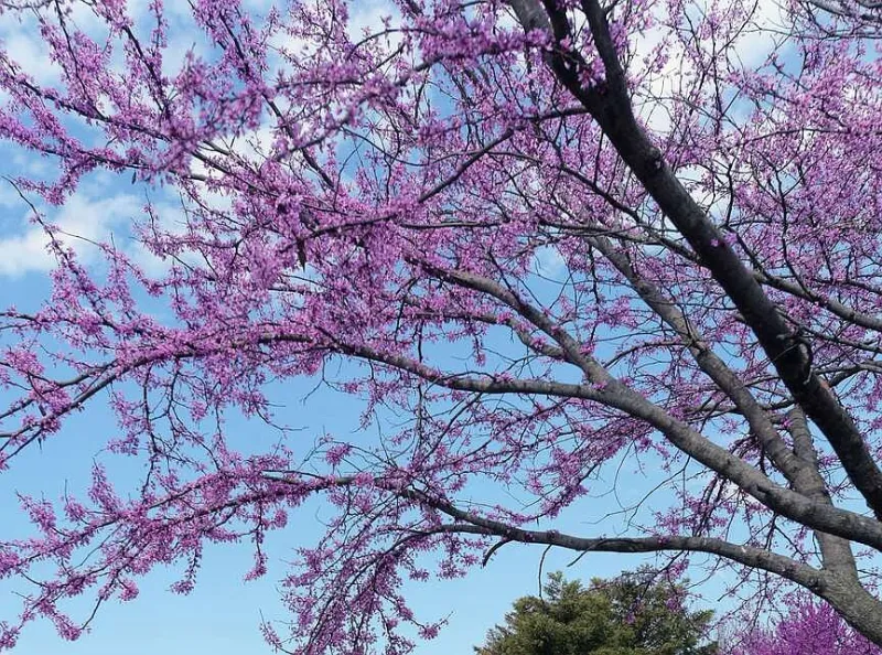 Centerton to hold two-day fall tree giveaway event at the end of October