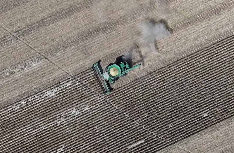 Summer heat sped up Arkansas' rice harvest, threatens yield