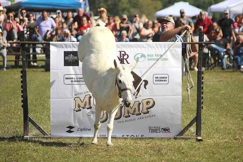 Who will win the 37th annual Pea Ridge Mule Jump? Who will win this year?