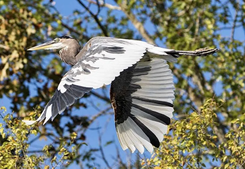 Birders will be flocking to Spa City for inaugural Birding Festival of the South