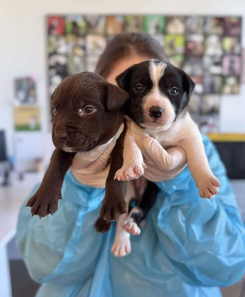Centerton Animal Services seeking public's help after taking in 19 dogs in one day