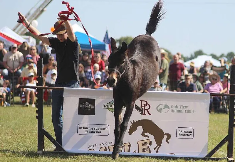 Pea Ridge gears up for Mule Jump fun this weekend as first year under new director comes together