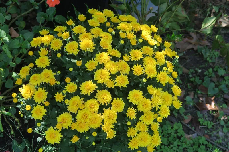 IN THE GARDEN: Chrysanthemums, often treated as annuals, are Arkansas perennials which require tending year-round