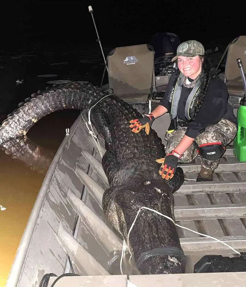 Alligator season off to fast start; 150 'gators harvested first weekend