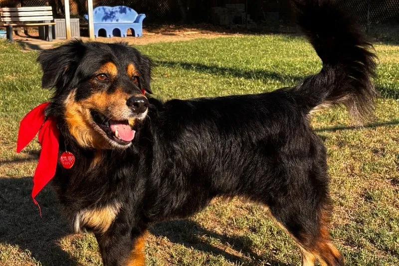 Pet of the week: Wrex
