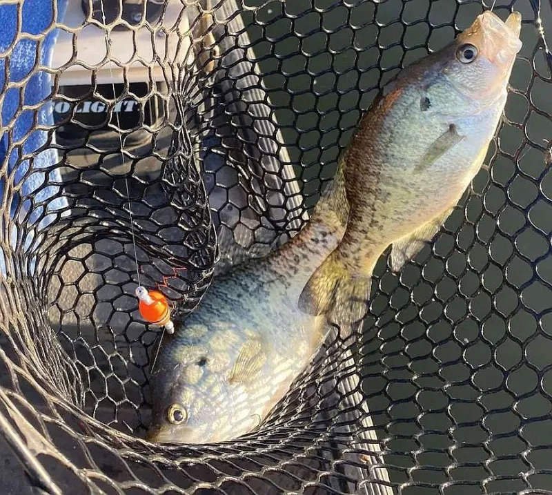 NWA fishing report: Trolling a good tactic for crappie, walleye