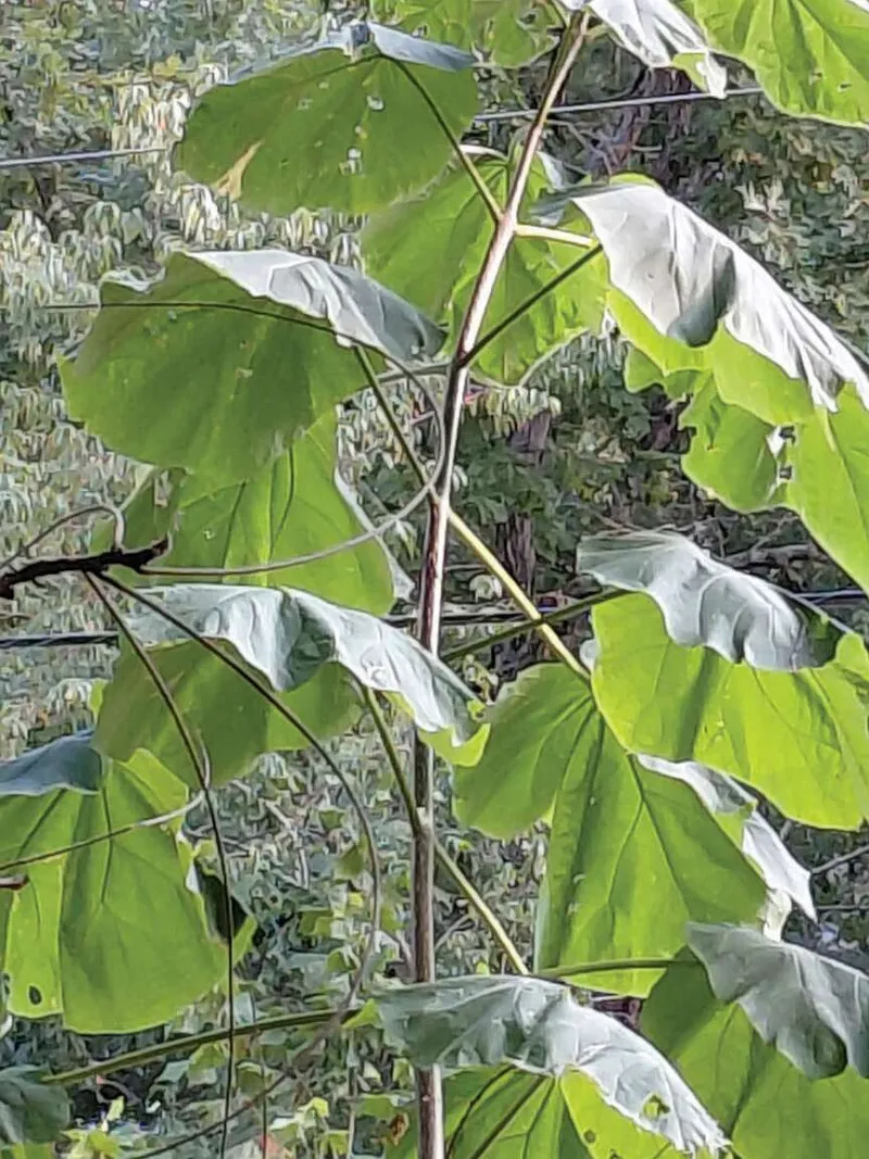 Invasive princess trees sought for eradication project