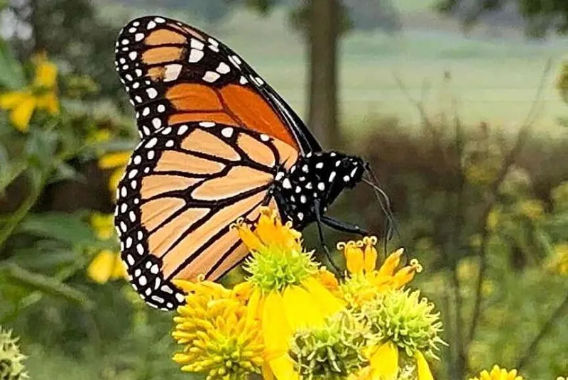 Monarch Majesty at River Commons West Side