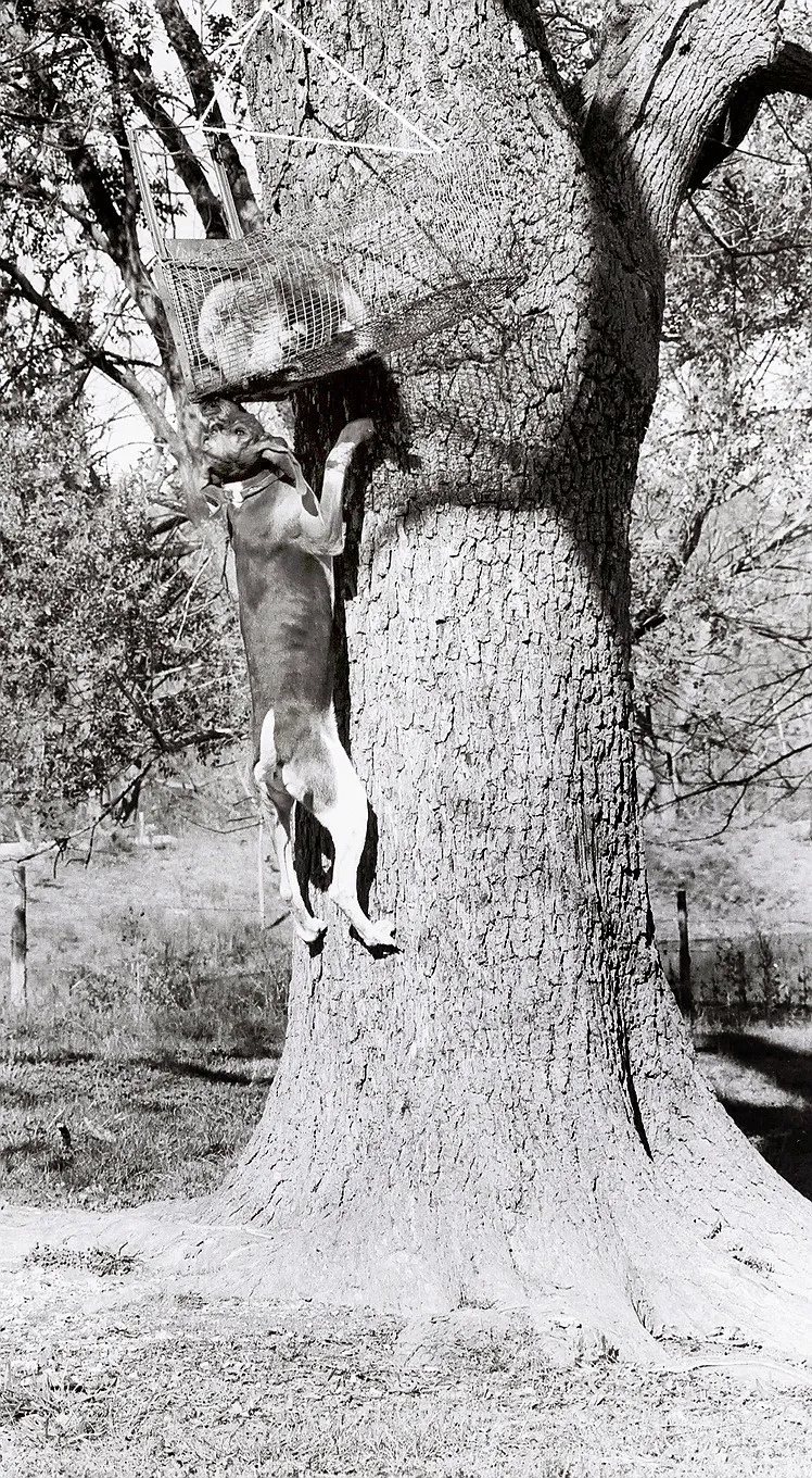 Origin of mule jump arose from coon hunts