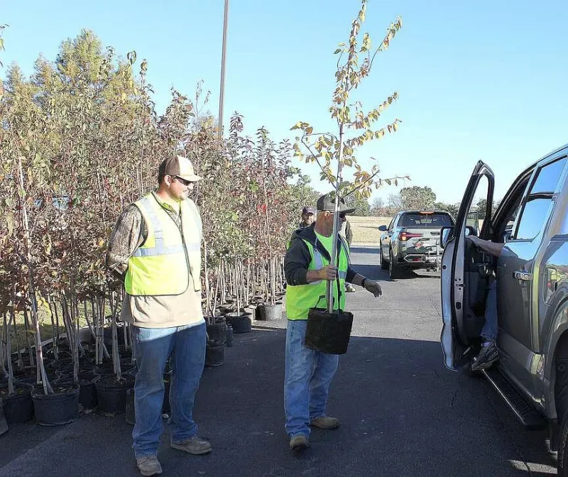 Pea Ridge fall tree giveaway set for Friday