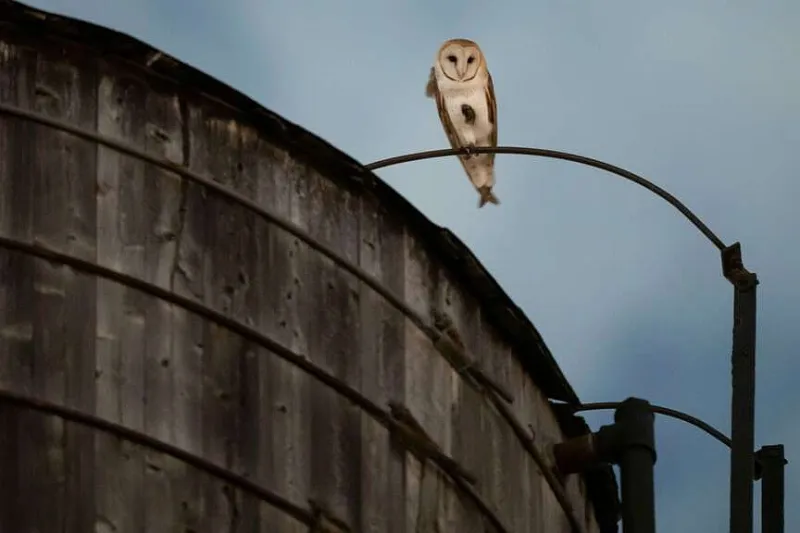 Family of rare barn owls take up residence in Manhattan