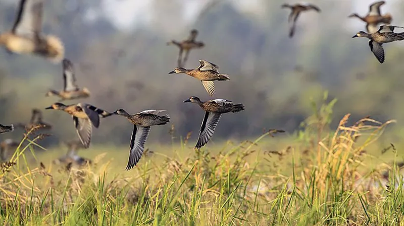 Duck hunters hope for rain as Arkansas enters its 14th straight month of drought