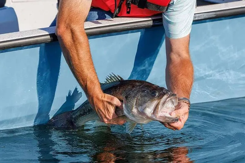 NWA Fishing Report: Try Sequoyah for largemouth bass, trout fair below Beaver Dam