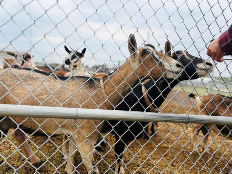 Southern SARE Farmer Grants Now Available: Up to $25,000 for On-Farm Sustainable Agriculture Projects