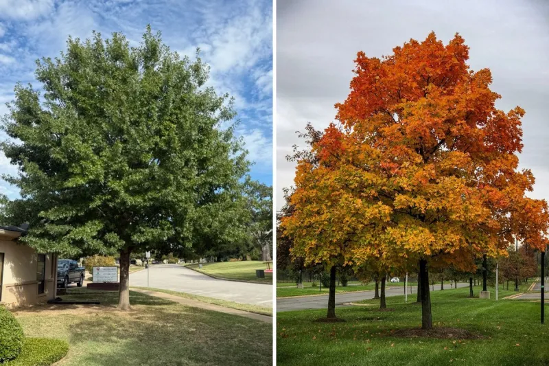 When Will East Texas Finally See Fall Colors This Year?