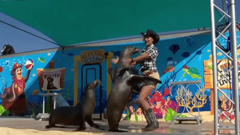 Sea lions Abba and Lily mark five years on the road, dazzling fair crowds with stunts