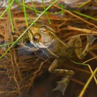Arizona wetlands project aims to support threatened Chiricahua leopard frogs