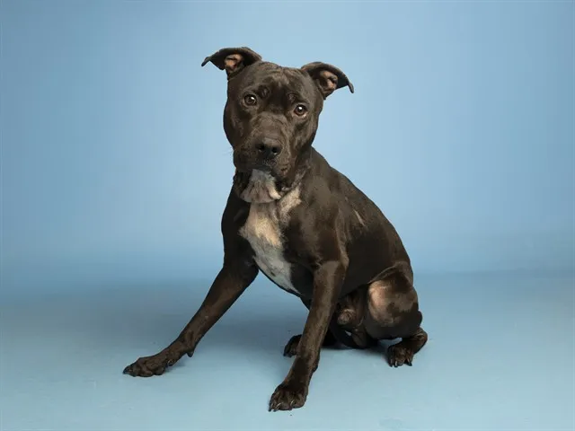 Loki's Survival Story Serves as Reminder to Never Tether Pets
